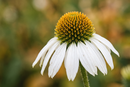 Firefly_Gemini-Flash_Macro-photography-of-a-single-white-Echinacea-purpurea-flower-highlighting-the-intri-978340.png